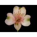 Alstroemeria - Light Pink (SA) (bunch of 10 stems)